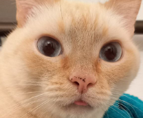 Котики