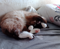 Как дома стало 5 котов