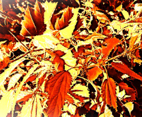 ������� ����