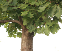 ��� ������.