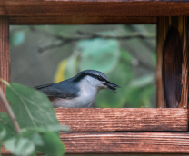 � ��������