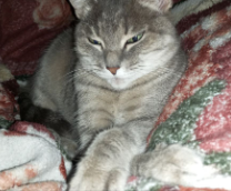 ��� �����