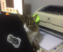 ��� ��������