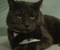 ������ �� ������ ���� ���